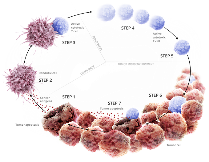 Immune cell therapy